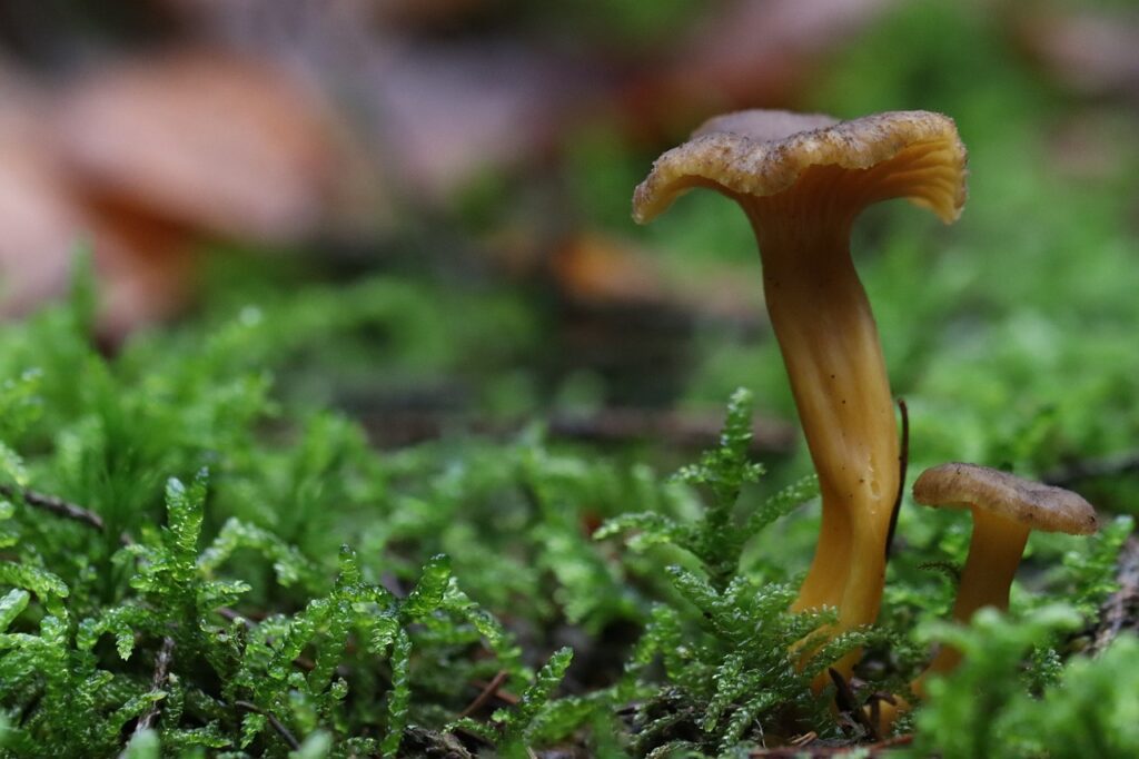 La Chanterelle en tube