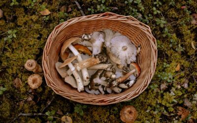 Cueillir des champignons en Alsace : comment trouver et reconnaître les meilleures variétés ?