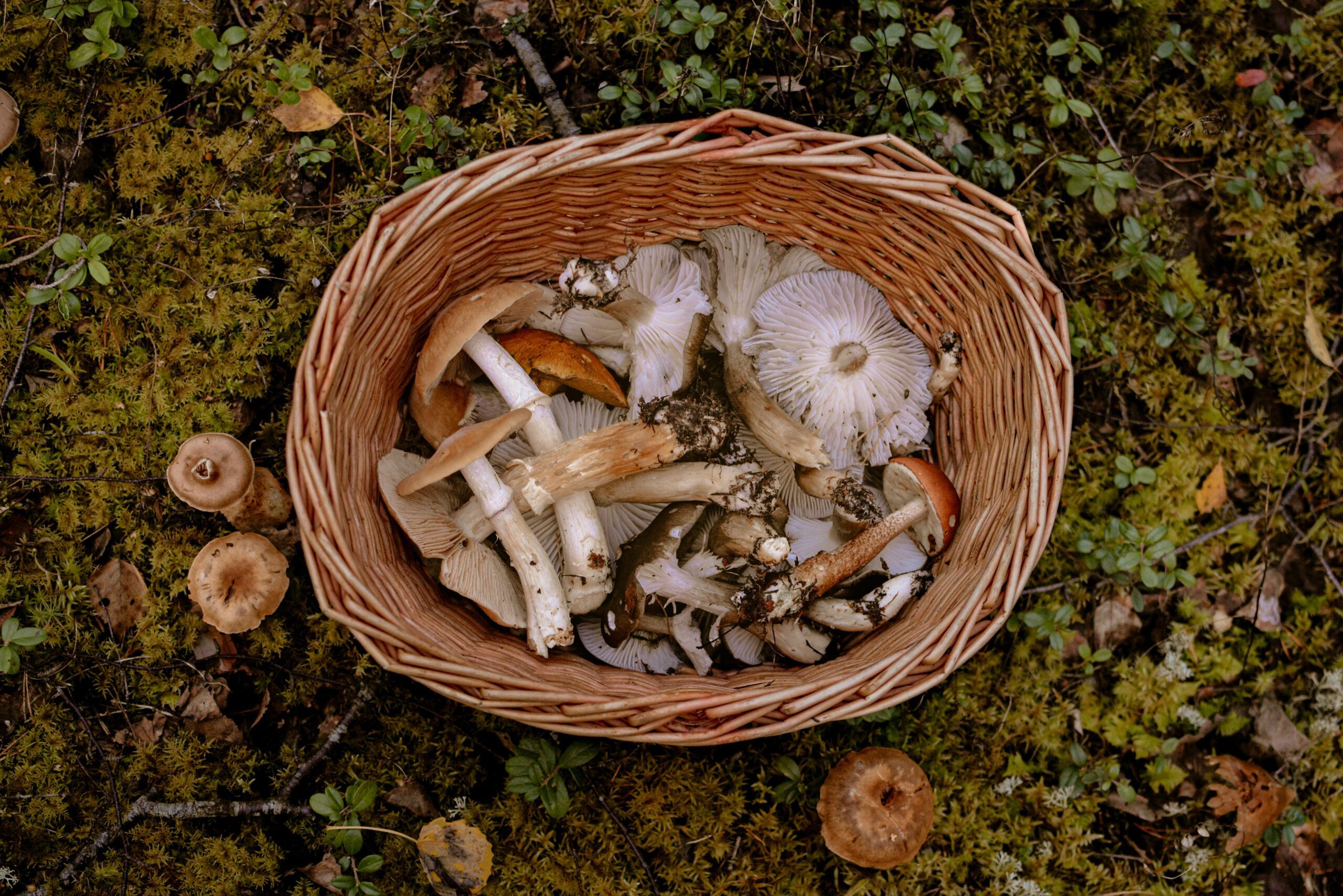 Cueillette de champignons en Alsace