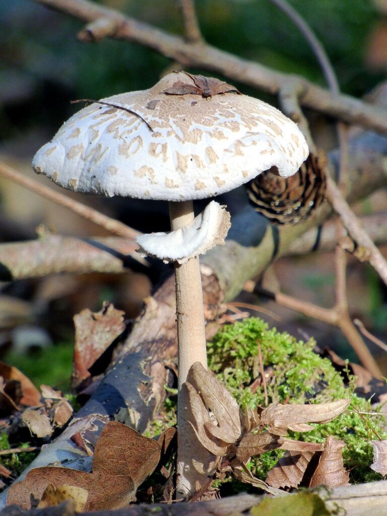 Cueillir des champignons en Alsace : La Coulemelle
